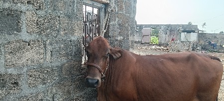 ગાય વેચવાની છે