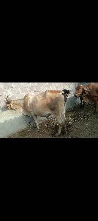 3 વેતર