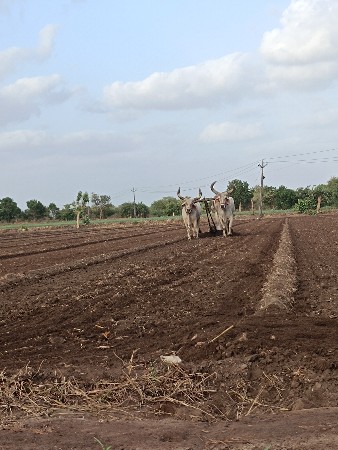 બળદ  વેસવા ના શે