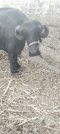 1 વેતર સે