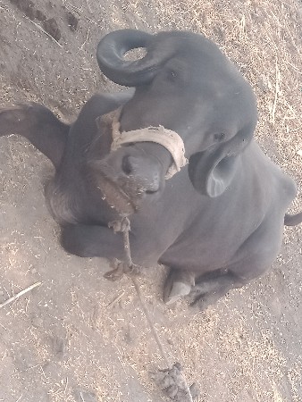 ખડેલી વેશવા ની છે