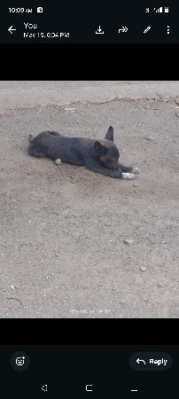 સુહા ફેમેલ