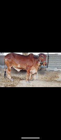 હોડકી વેસવાની છે