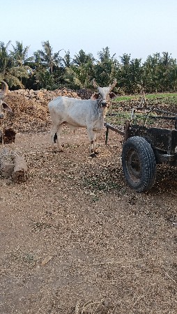 ગોઢલો વેચવાનો