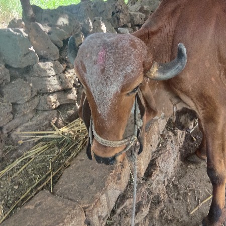 બીજી ધાર નો બળદ વેચવાનો છે