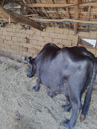 સુરેશ ભરવાડ