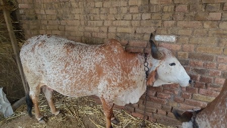 ગાય વહેચવાની વાની છે.