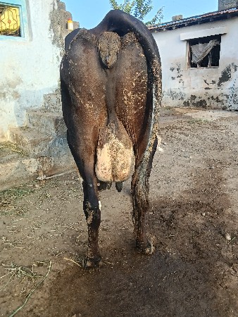 એસફ.