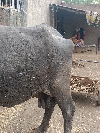 ભેંસ વેચવાની છે