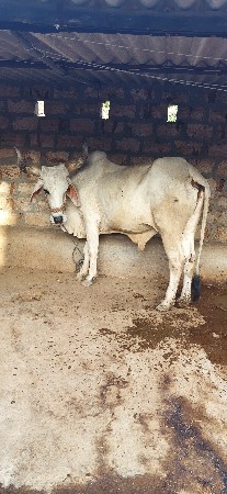 બળદ 9714542163