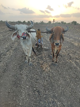 બરડ વેચવાના છે