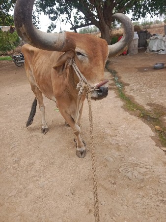 બળદ વેચવાના છે