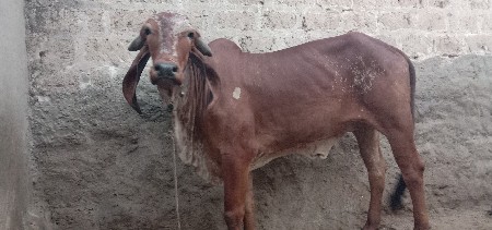હોડકી સે