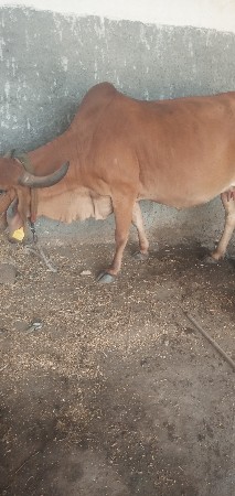 ગાય