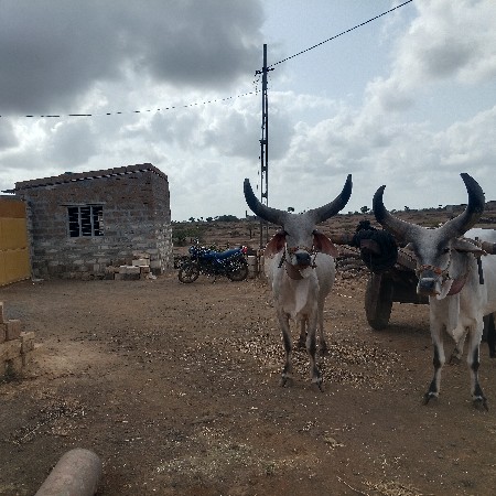 ગોઢલા વેચવાના છે.