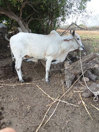 ગોદલો વેચવાનો છે ઠાલે ફોરે