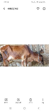 ગાય વેચવાની છે