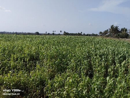 લીલી જવાર