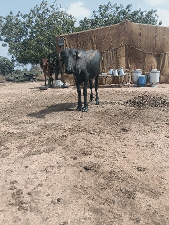 આ પાડી વેચવાની છે