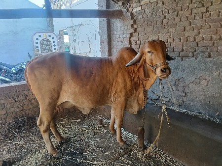 ગાય વેચવાની છે