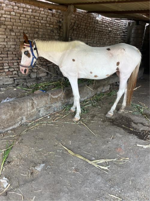 Aa ghodi vechavani che