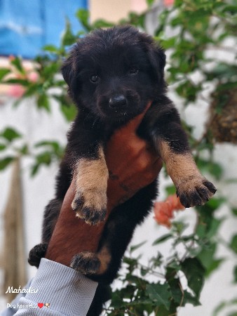 જર્મન મેલ ફિમેલ વેસવા ના સે