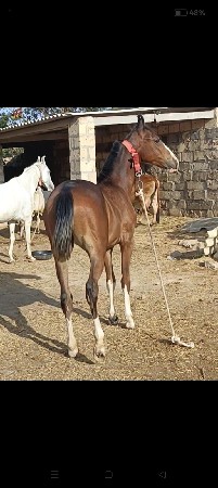 વસેરી વેસવાની છે