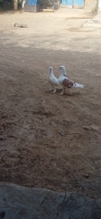 કબૂતર વેચવાનંછે