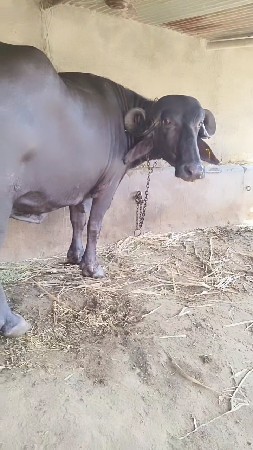 બીજુ વેતર ભેંસ વેચવાની છે