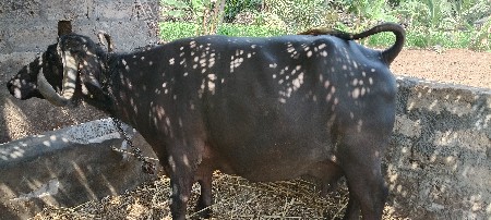 10 12 દિવસ વાર છે