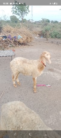 25000 કેટો વેચવાનો છે