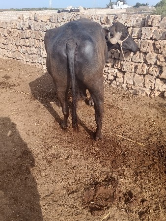 ભેશવેશવાનીછે