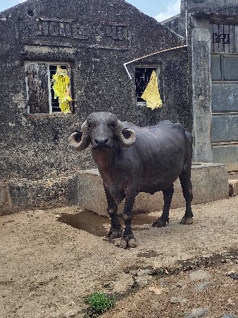 ટોપલ ફેસ વેસવા ની છે