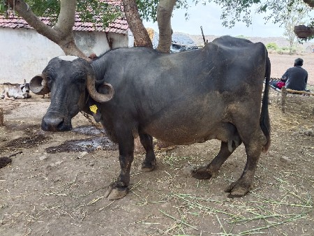 ભેંસ વેચવાની છે