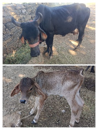 ગાય વેચવાની છે દેશી ગાય છે