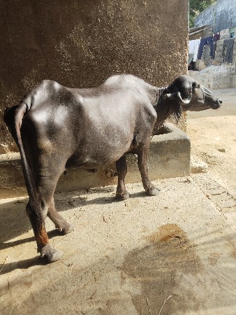 પેલા વેતર ની ખળેલી વેચવાની છે
