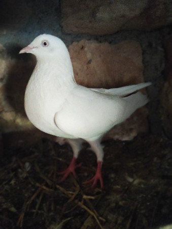 3 નંગ છે