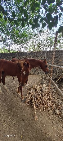 કાઠિયાવાડી ઘોડી & વછેરી
