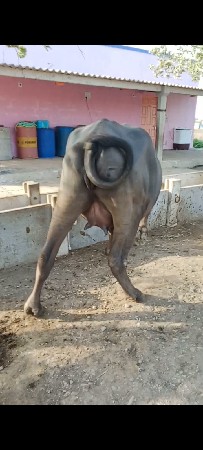 ખળેલી વેચવાની છે
