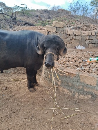પાડો વેસવાનોછે