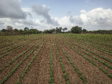 જીવીસ નું બિયારણ વેચવાનું છે  બેરલ