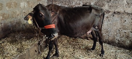 આ ગાય વેચવાની છે