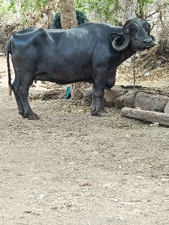 ભેંશ વેસવાની સે