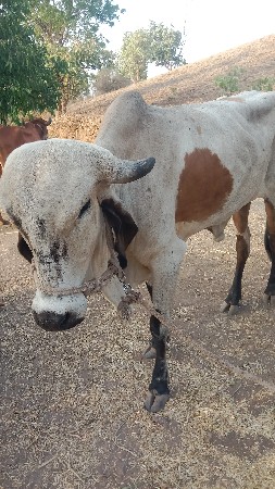 vesavani સે