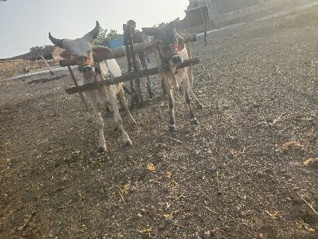 આ ગોડલા વેચવાના છે