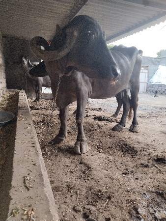 4વેતર