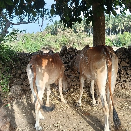 ગોંડલા વેચવાના છે