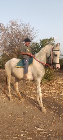 આ ઘોડી વેચવાની છે