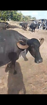 આ ભેંસ વહેંચવા ની છે