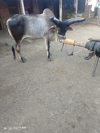 આ ગોઢલોવેસવોછે